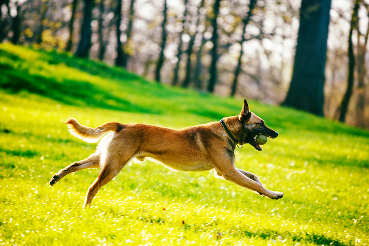 Top 10 des races de chien préférées des français