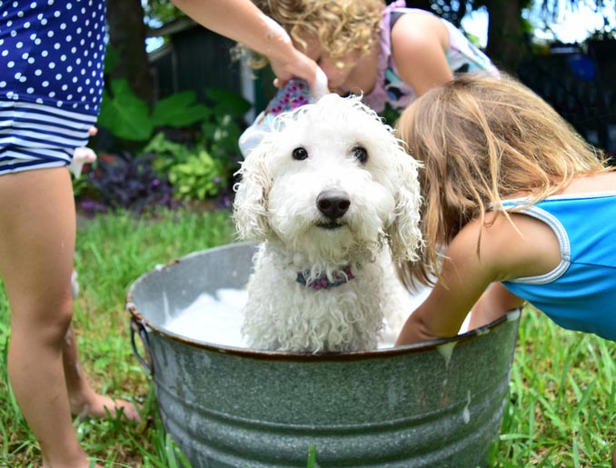 bonne pratiques laver chien