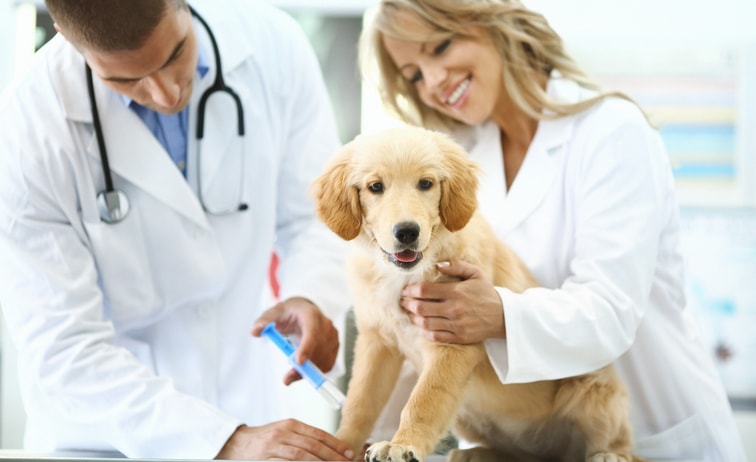 Les 5 vaccins obligatoires chez le chien 