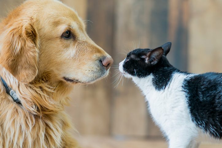 L’origine de la mésentente entre chien et chat