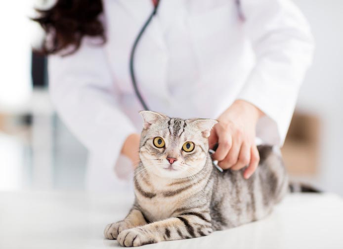 Quels vaccins pour protéger votre chat ?