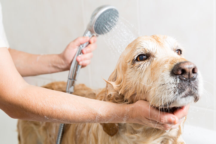 laver son chien trop souvent