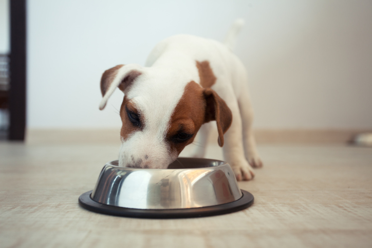 Alimentation pour chien maison : pour ou contre ?