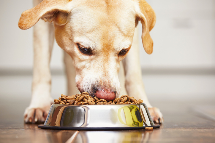 Allergie alimentaire chien